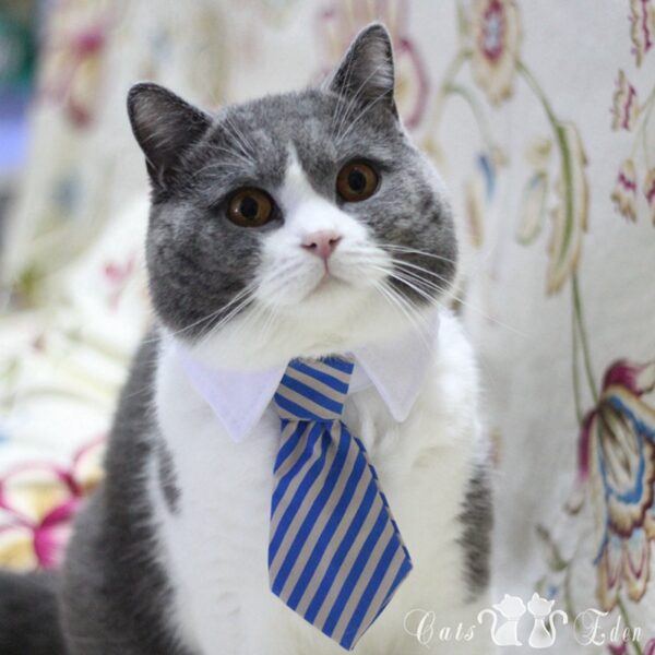 Cute Pet Ties, Dog Collar Cat Collar, Pet Bow Ties, Dog Tie, Smart Looking Pet Costume - Image 2