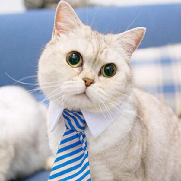 Cute Pet Ties, Dog Collar Cat Collar, Pet Bow Ties, Dog Tie, Smart Looking Pet Costume - Image 9