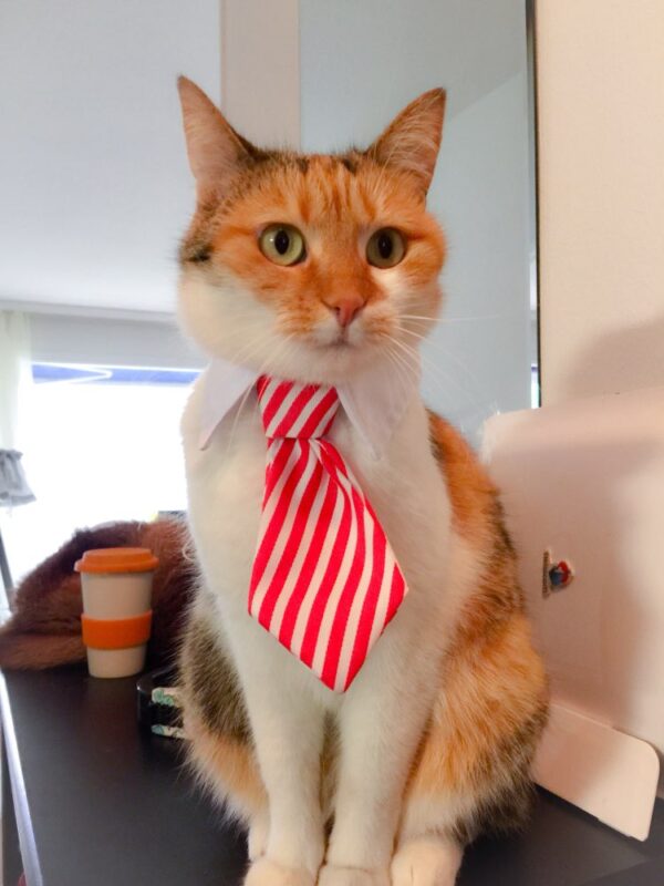 Cute Pet Ties, Dog Collar Cat Collar, Pet Bow Ties, Dog Tie, Smart Looking Pet Costume - Image 5