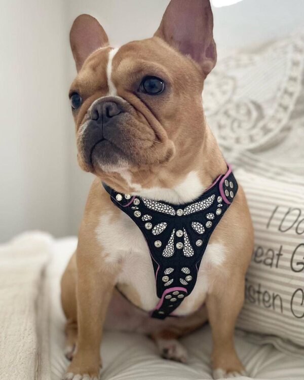 The ''Ariel'' harness Small to Medium Size - Image 4
