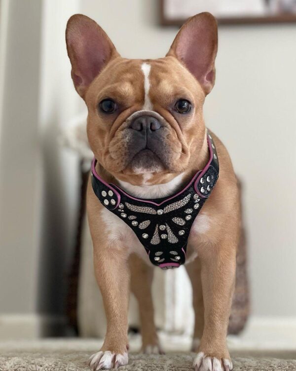 The ''Ariel'' harness Small to Medium Size - Image 3