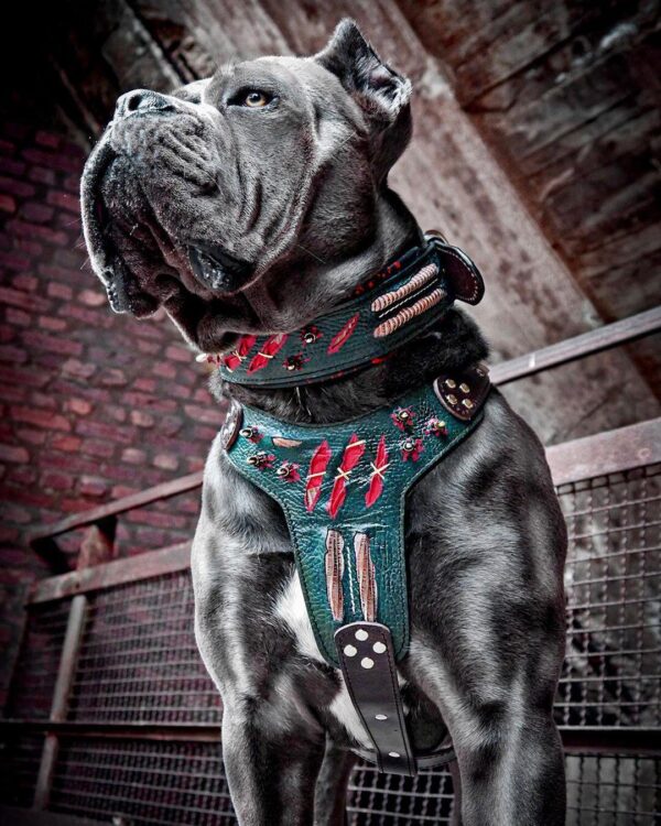 The ''Haunted'' harness LIMITED - Image 2