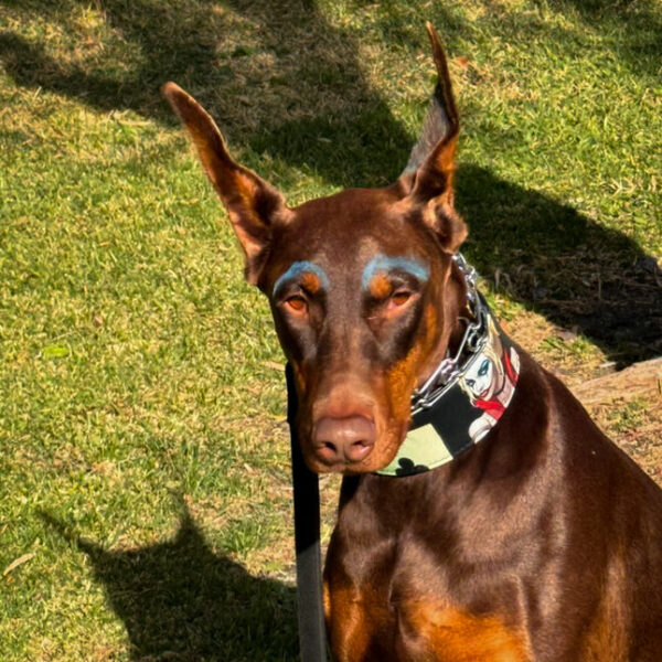 The Harley Limited Collar - Image 2