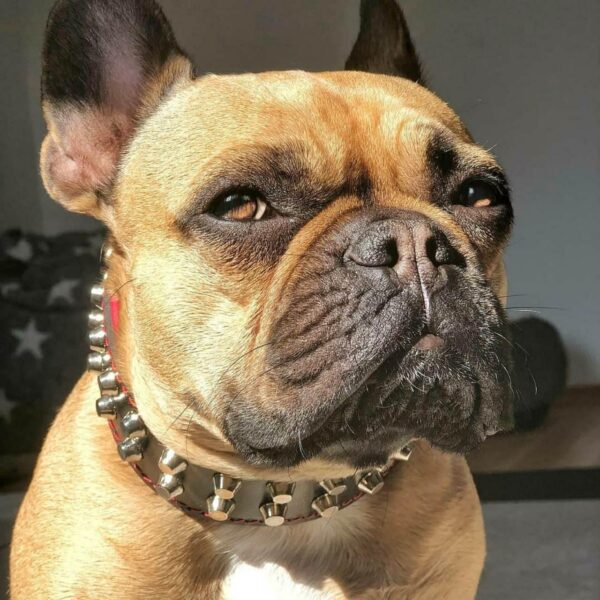 "Rocky" collar - Image 2